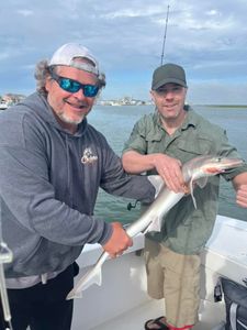 Sharks Do Bite in Brigantine, NJ